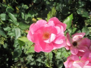 Rodin Rose mehere Blüten klein