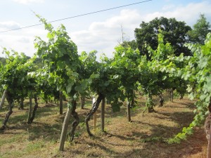 Gascogne - Saint Mont - Weinmuseum - klein